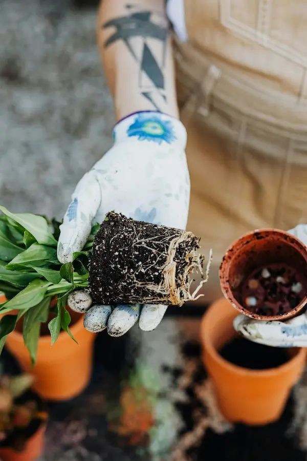 How to Compost at Home: The Beginner's Guide to Free Garden Soil